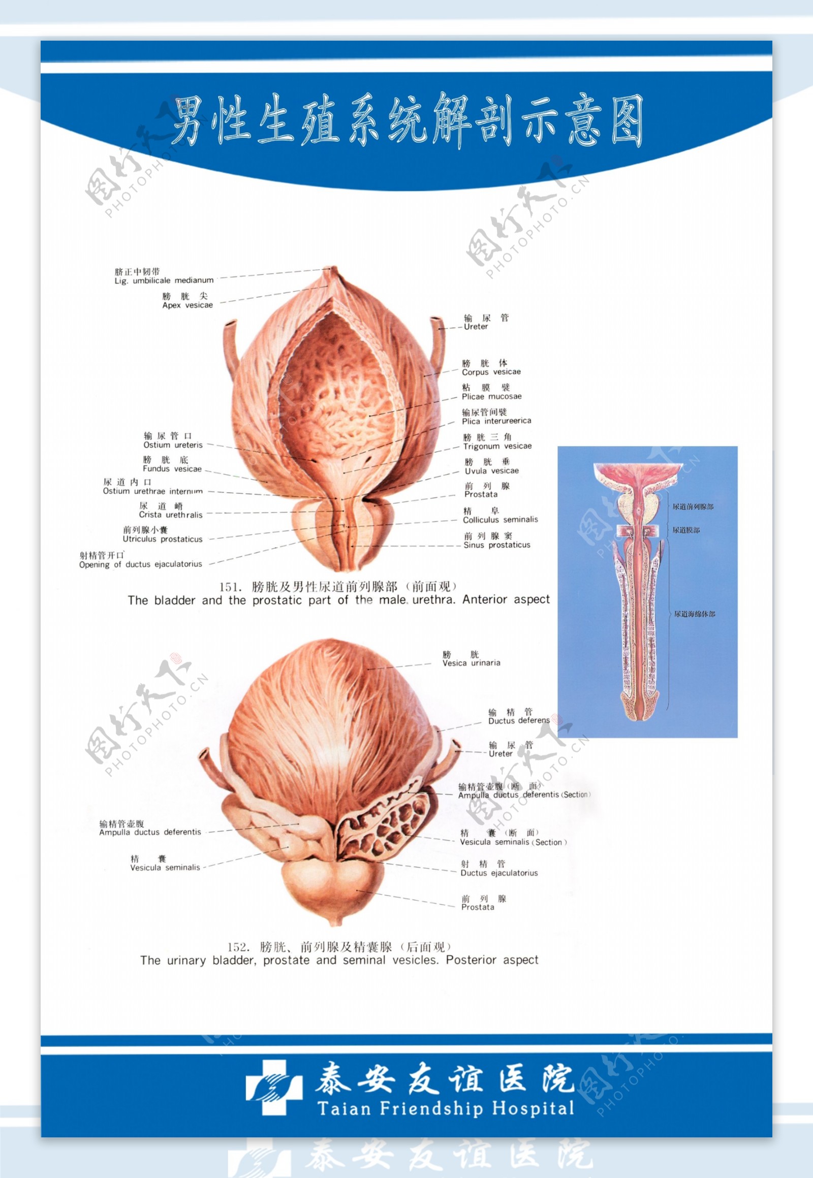 男性前列腺生殖系统解剖图图片