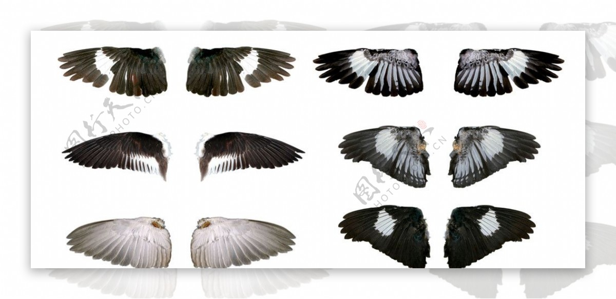 六款漂亮的翅膀分层素材图片