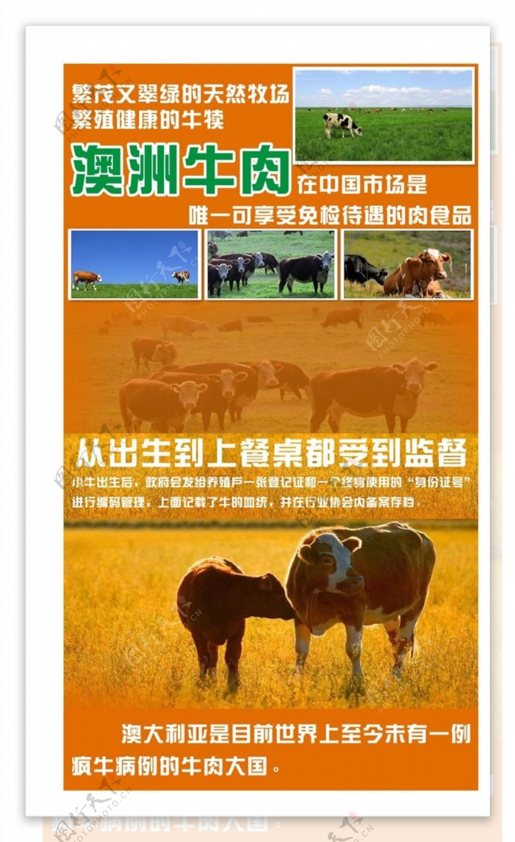 澳洲牛肉海报图片