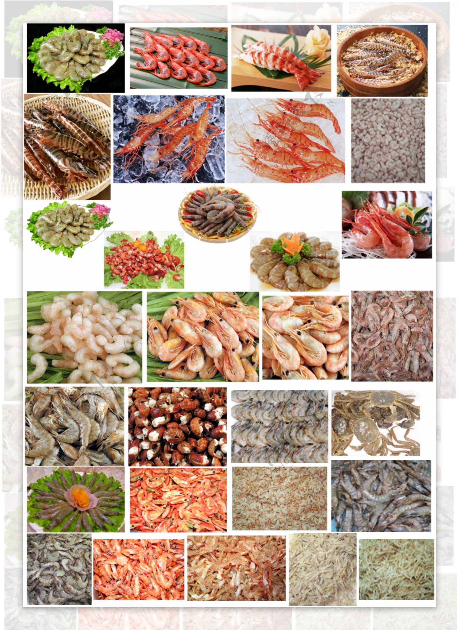 水产类虾品总汇图片