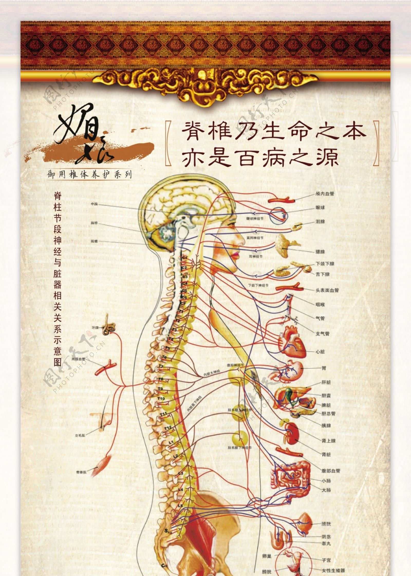 脊椎神经图图片