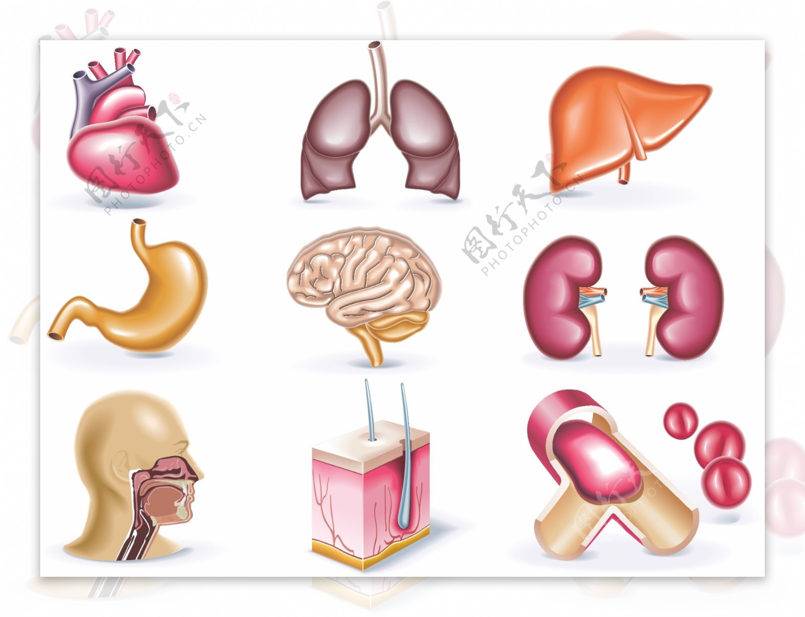 卡通人体器官图标图片
