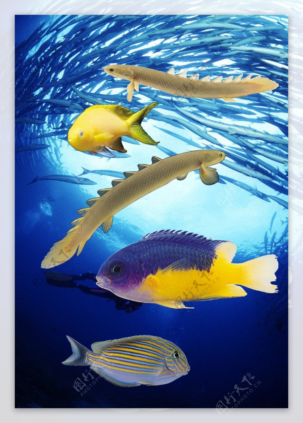 海底鱼类图片素材-编号05896366-图行天下