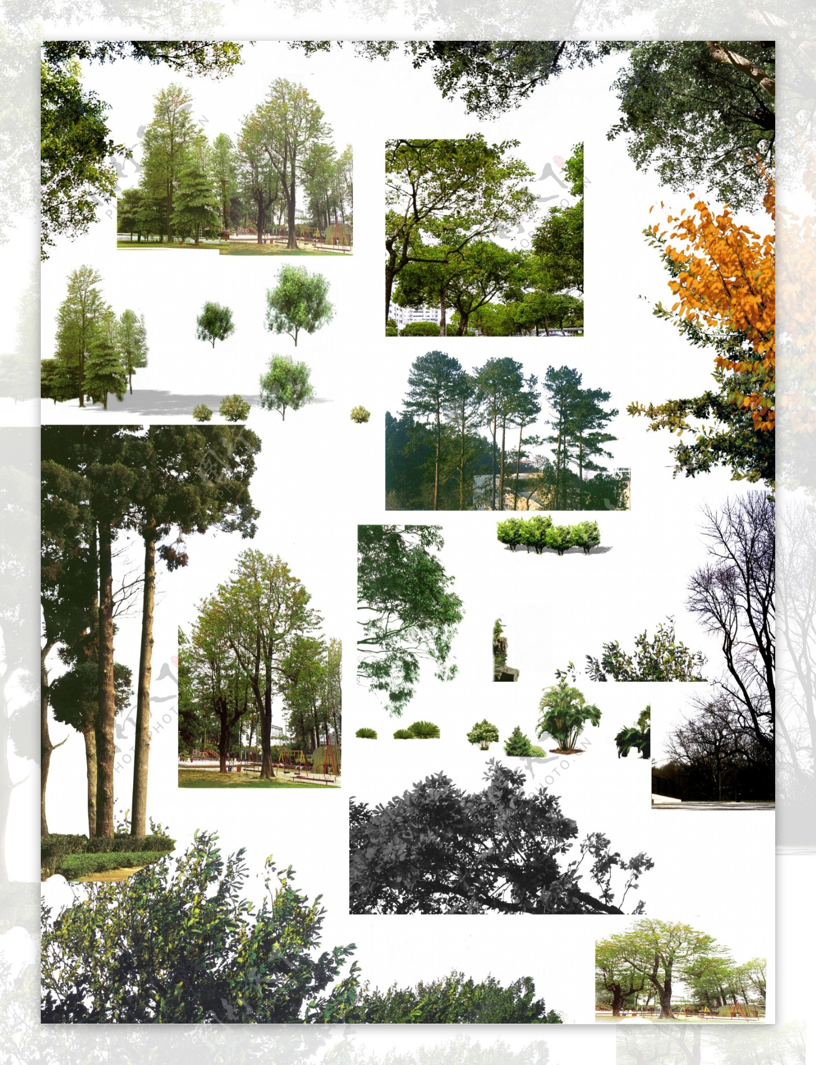 树群和树木图片