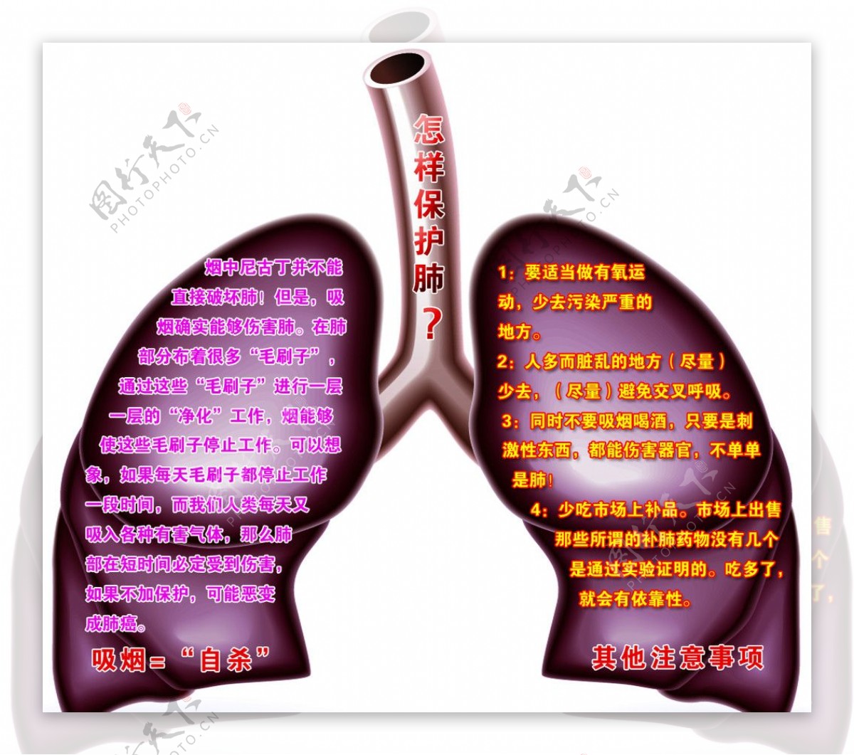 肺标牌图片