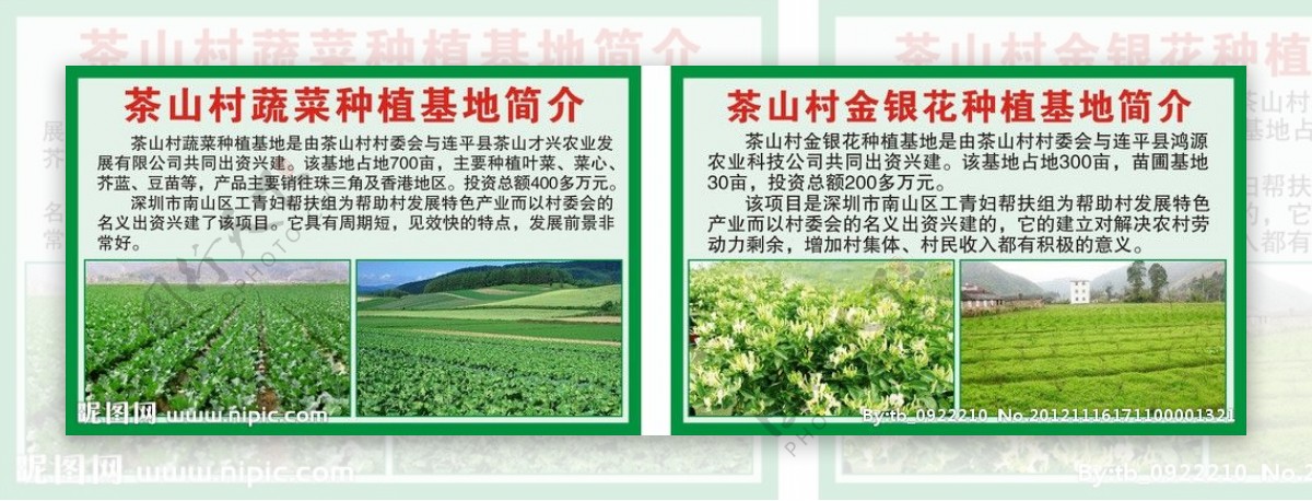 茶山村金银花蔬菜种植基地图片