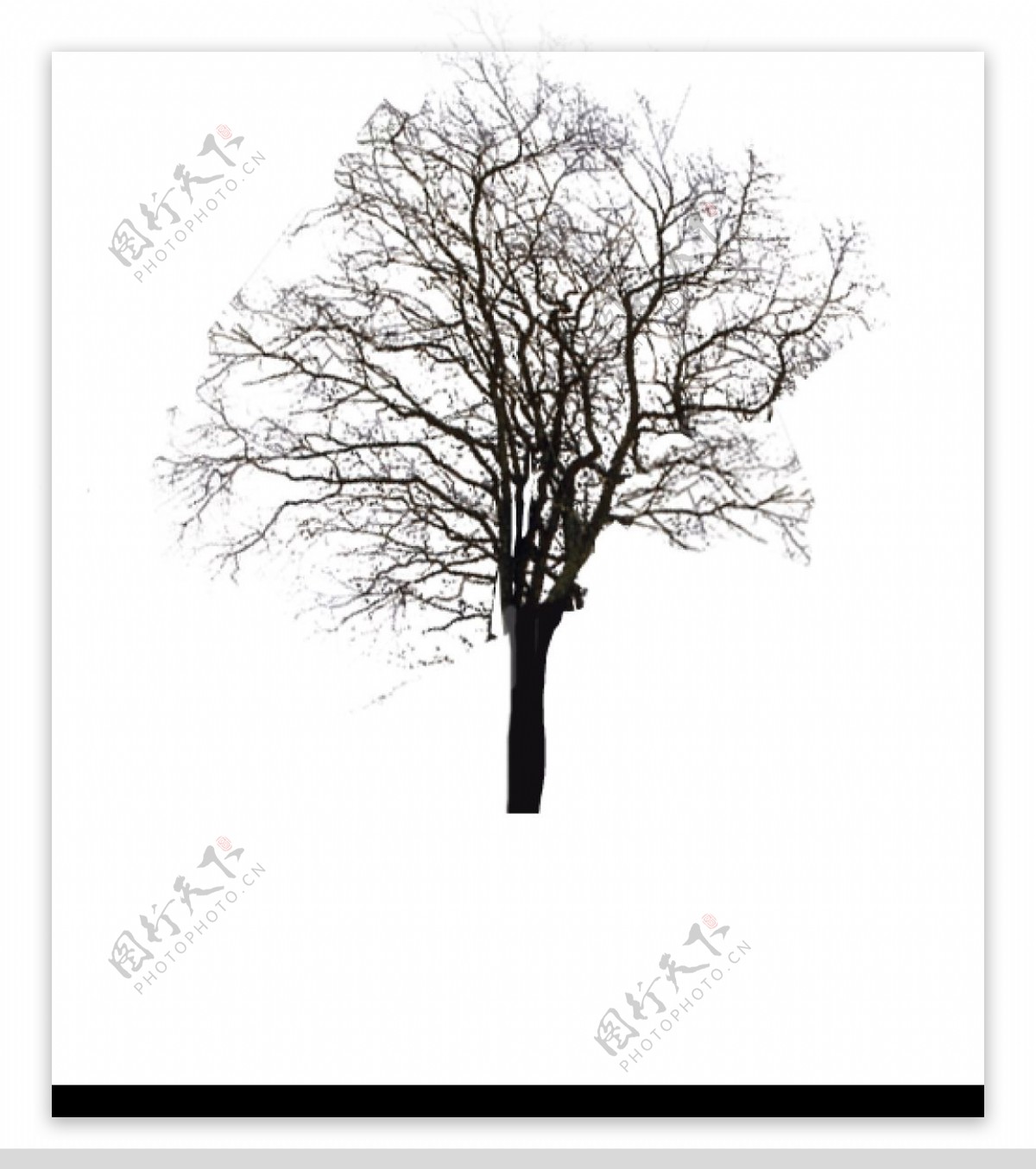 枯树3图片