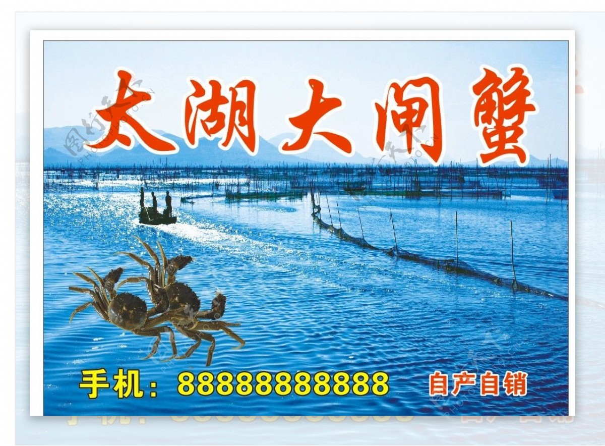 太湖大闸蟹图片