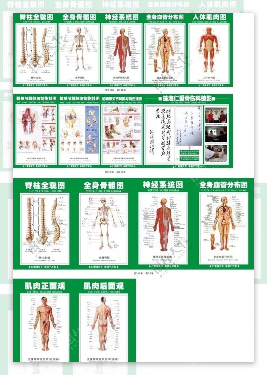 骨科医学挂图图片