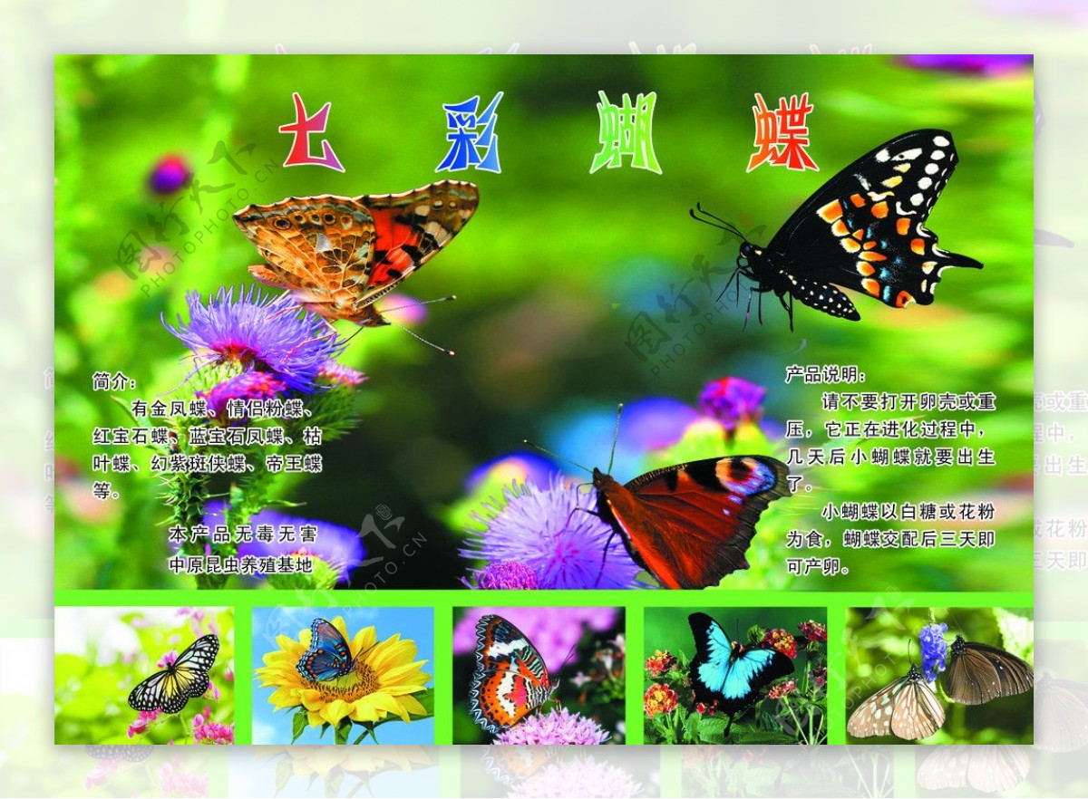 图片素材 : 盛开, 开花, 蝴蝶, 特写, 植物群, 花卉, 昆虫, 宏 3200x2133 - - 1366396 - 素材中国, 高清壁纸 - PxHere摄影图库