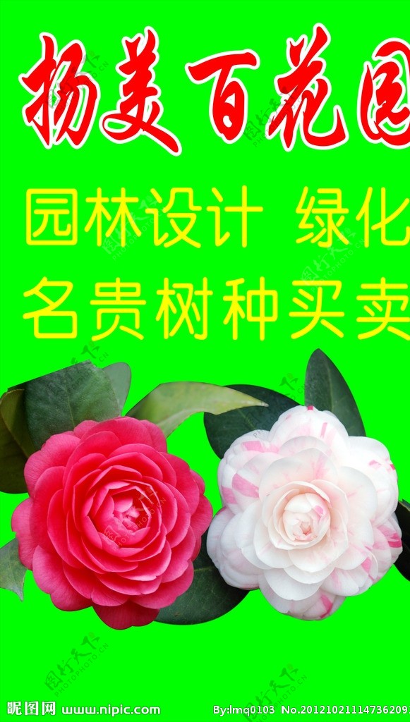 茶花图片