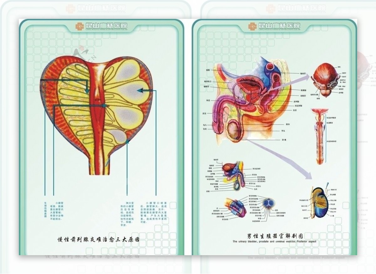医疗人体器官解剖图示图片