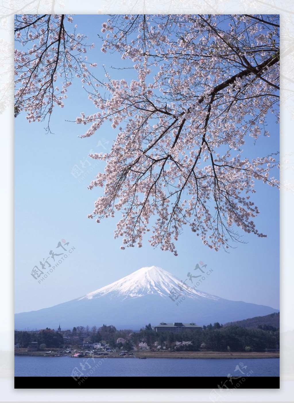 樱花与富士山0010