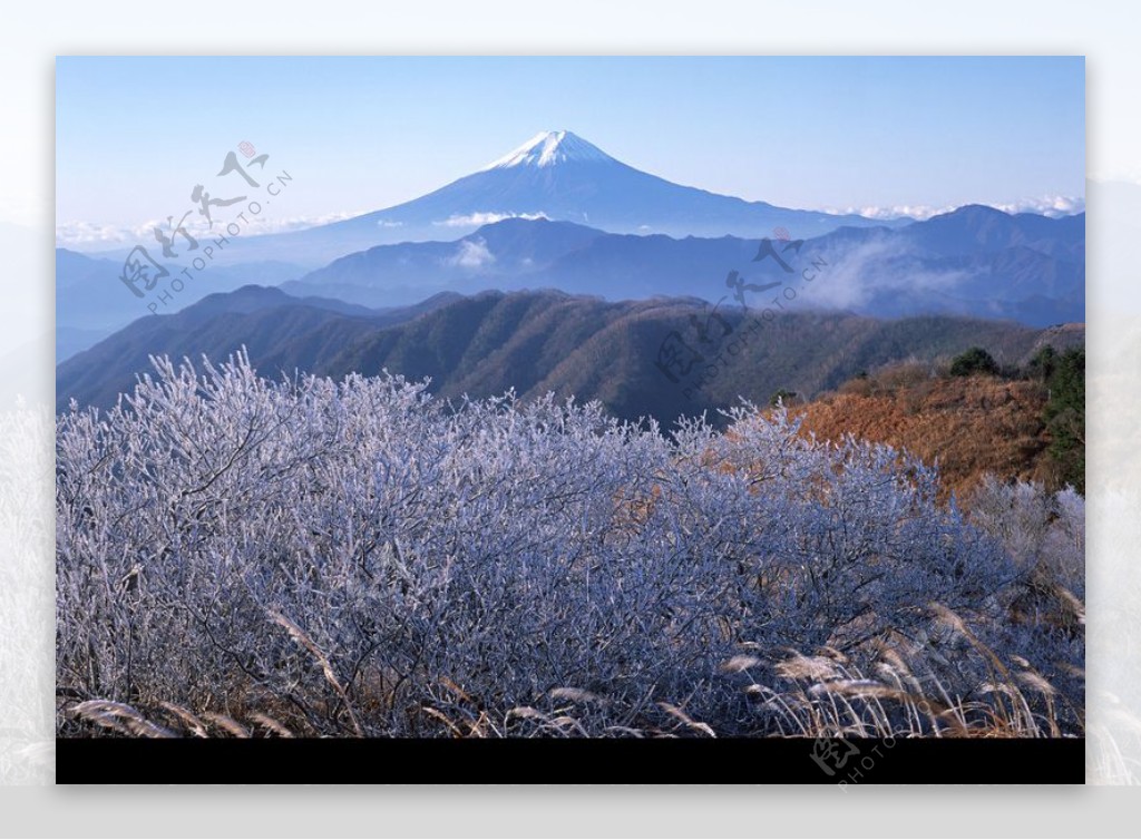 樱花与富士山0170