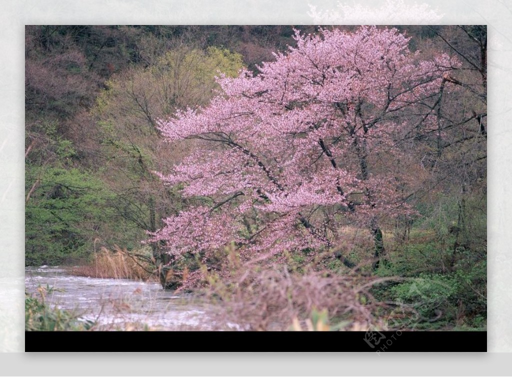 山景田野0161