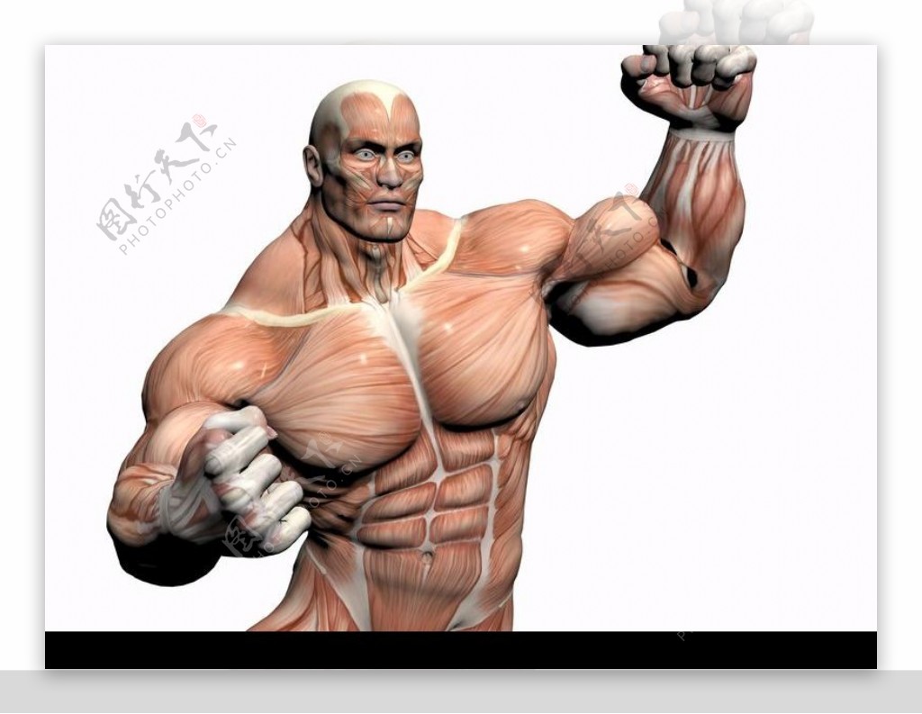 肌肉人体模型0027