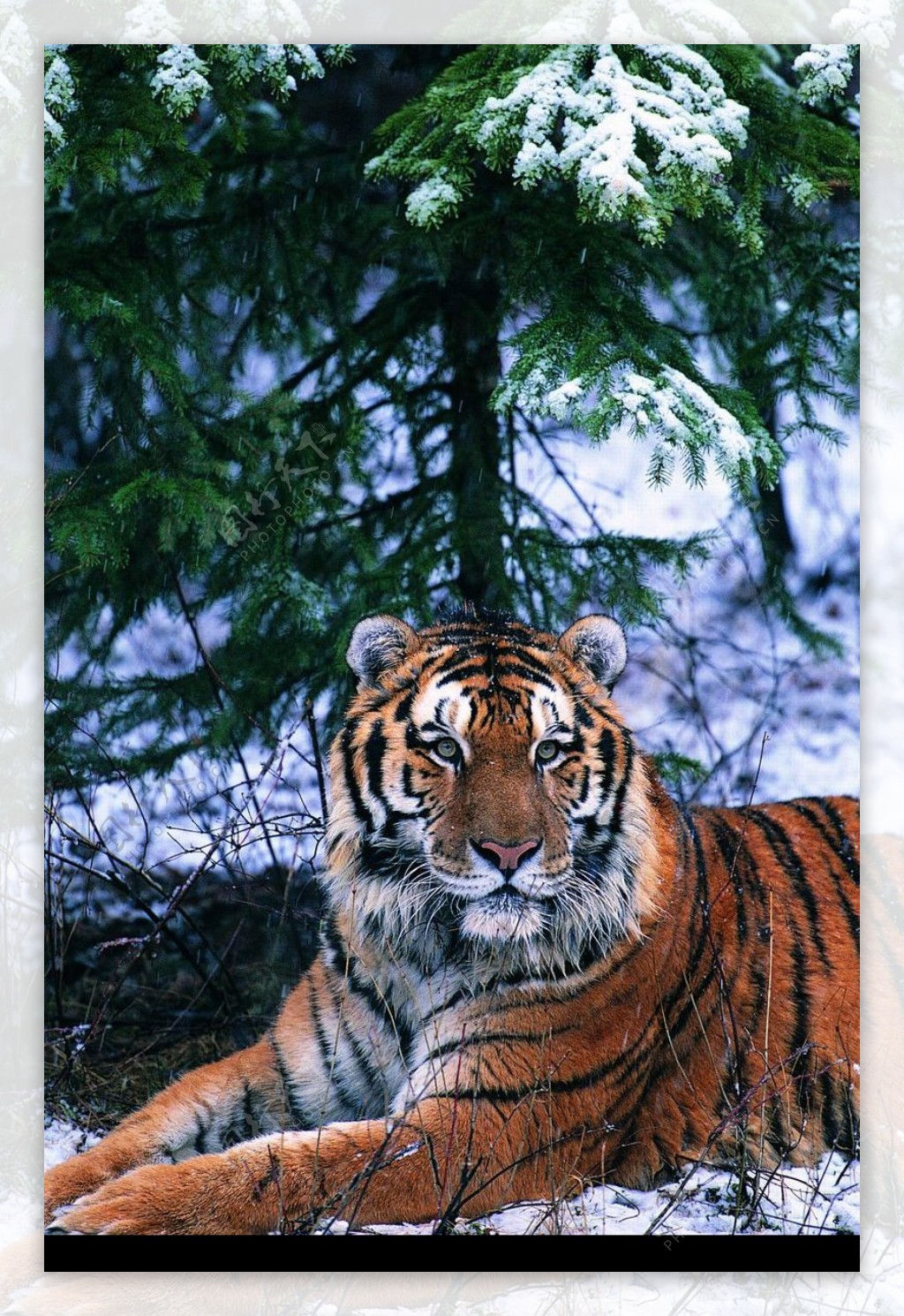 狮虎豹0701