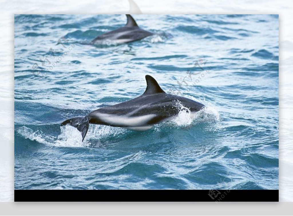 鲸鱼鲨鱼海豚0142