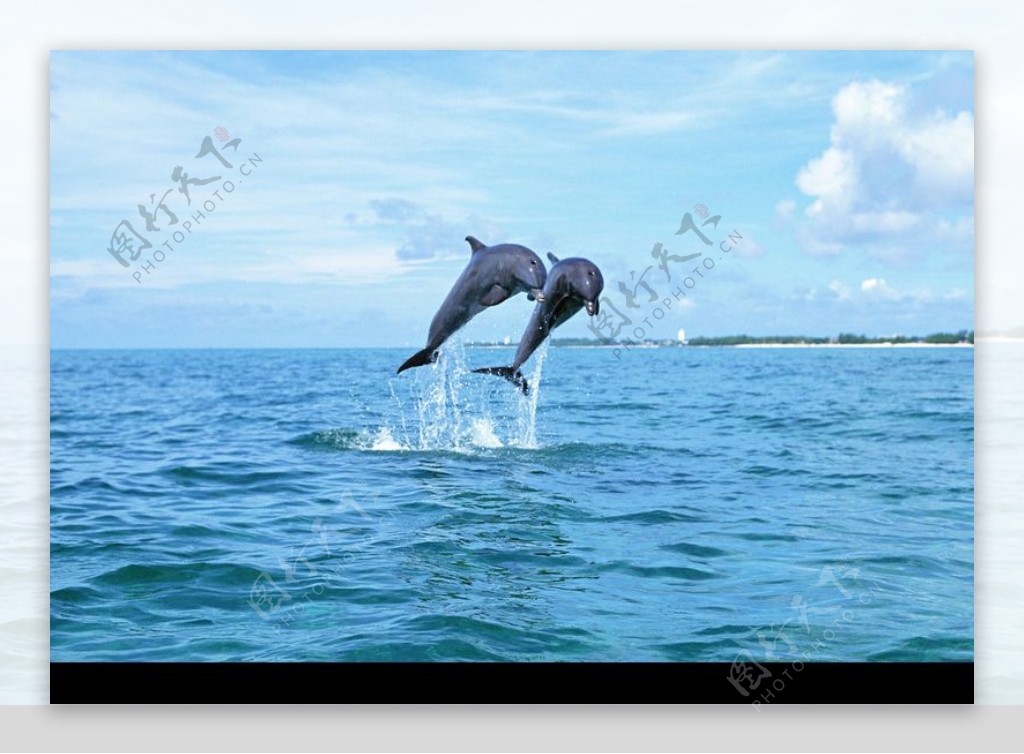海豚鲸鱼企鹅0119