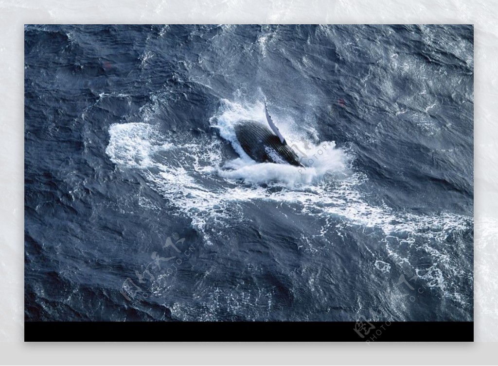 海豚鲸鱼企鹅0180