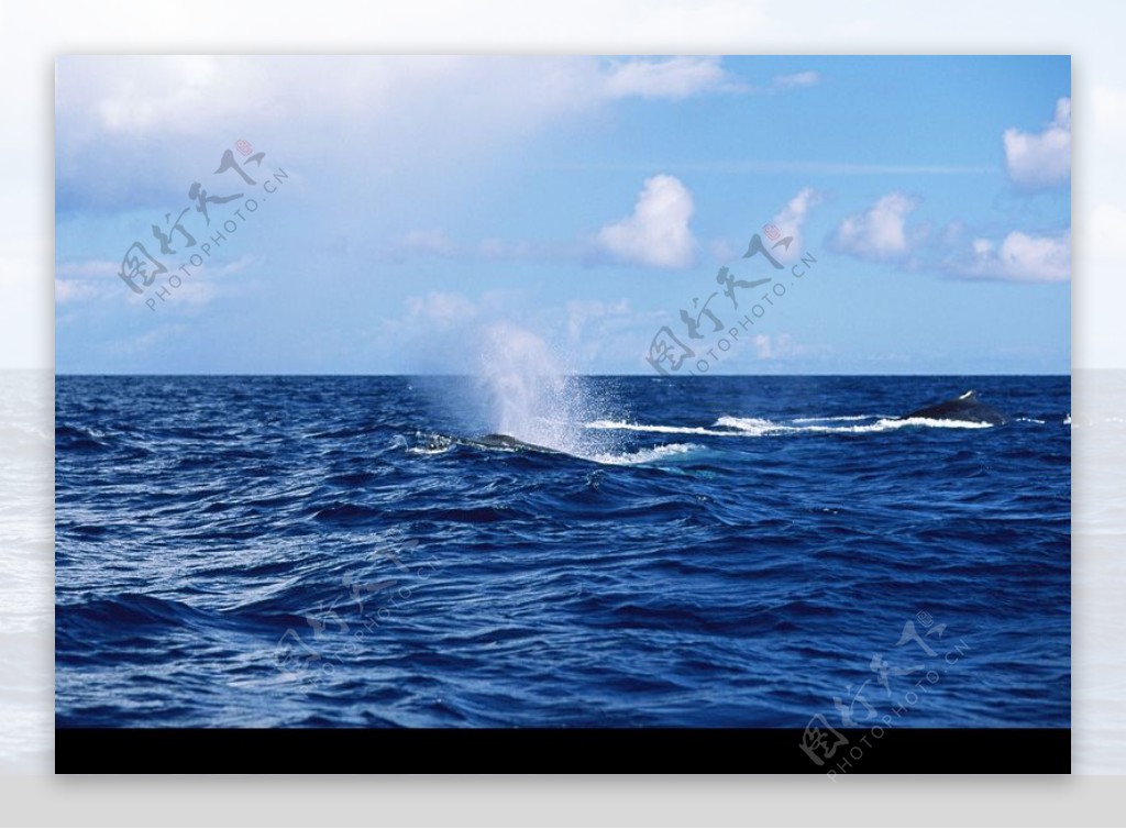 海豚鲸鱼企鹅0185