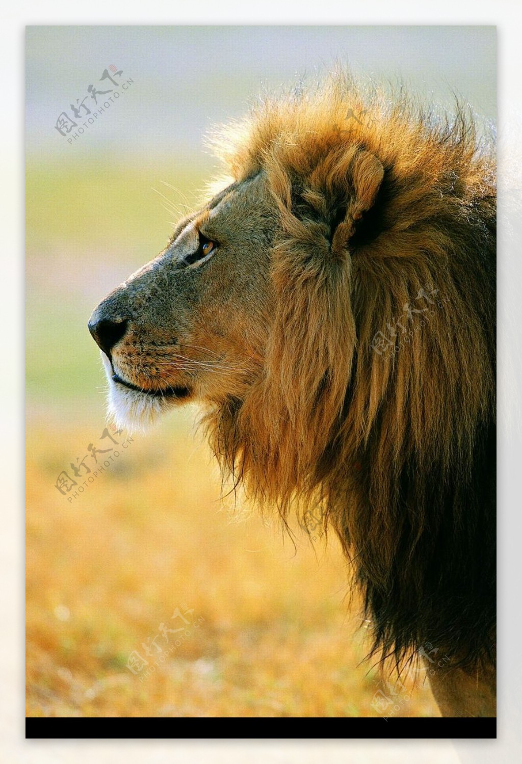 狮虎豹0458