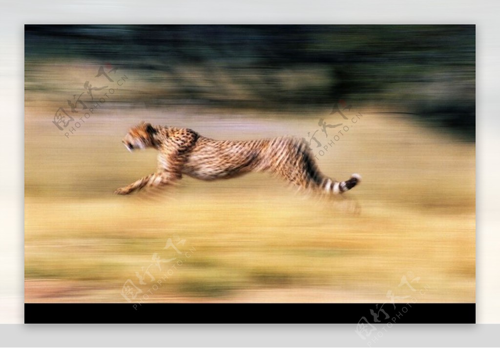 狮虎豹0180