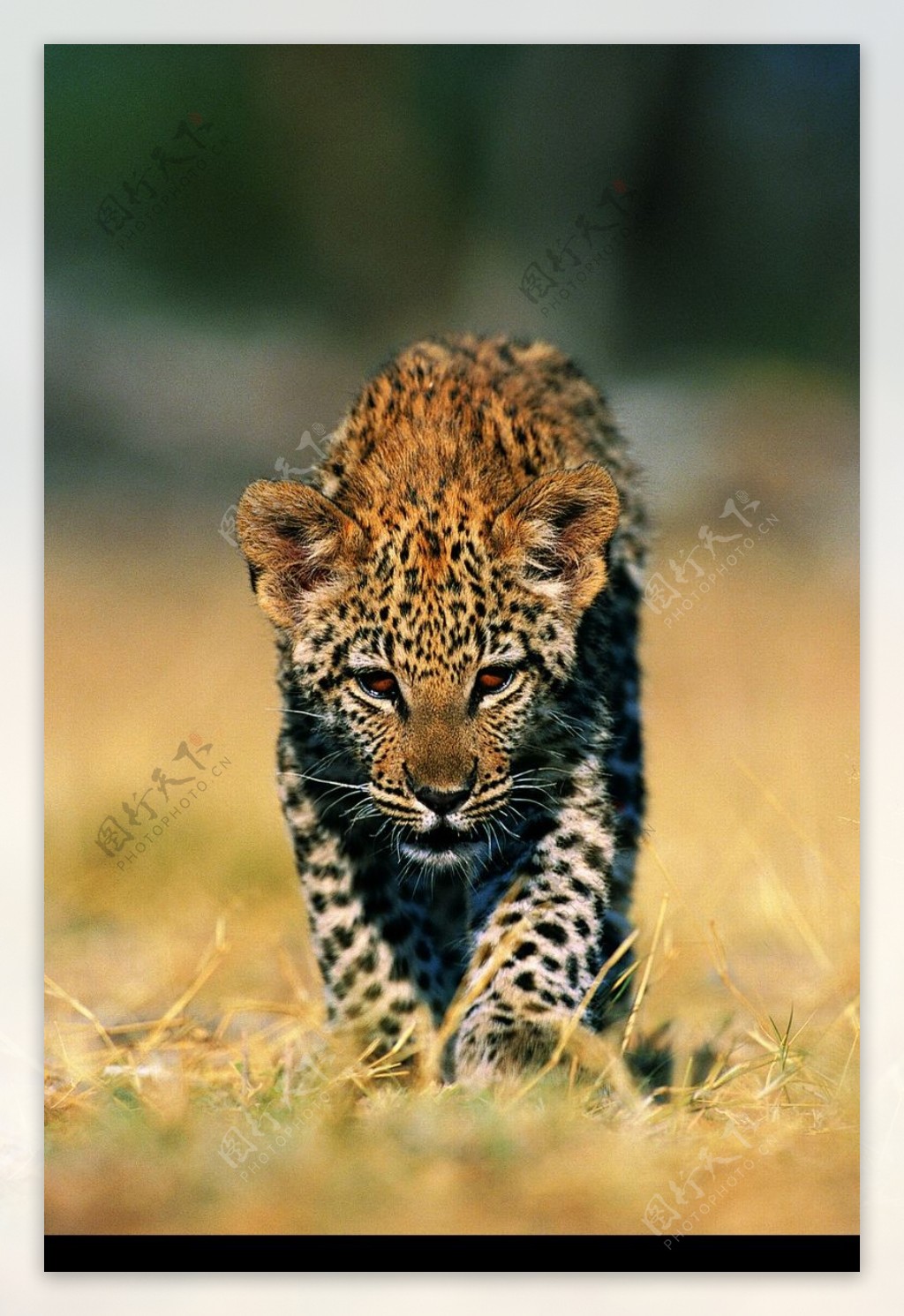狮虎豹0251