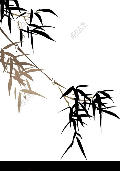 竹子荷花植物0046
