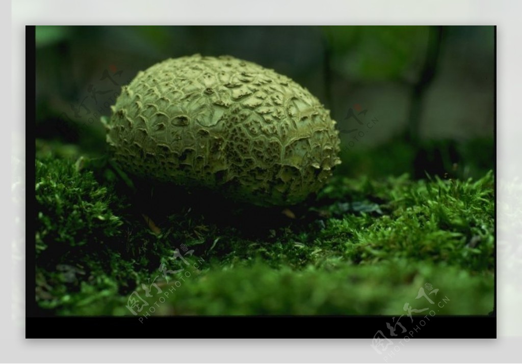 野生蘑菇0040