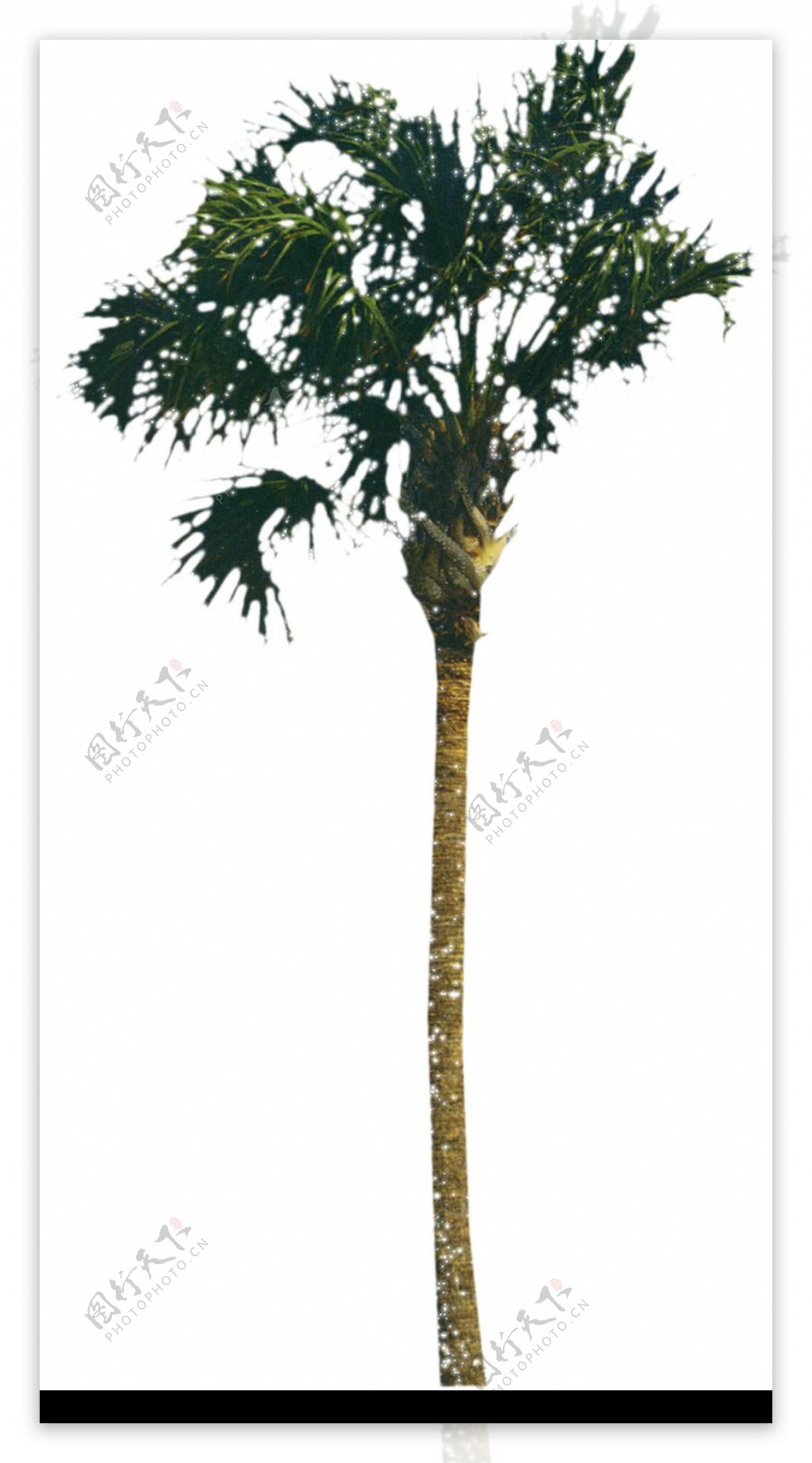 棕榈及椰树0002