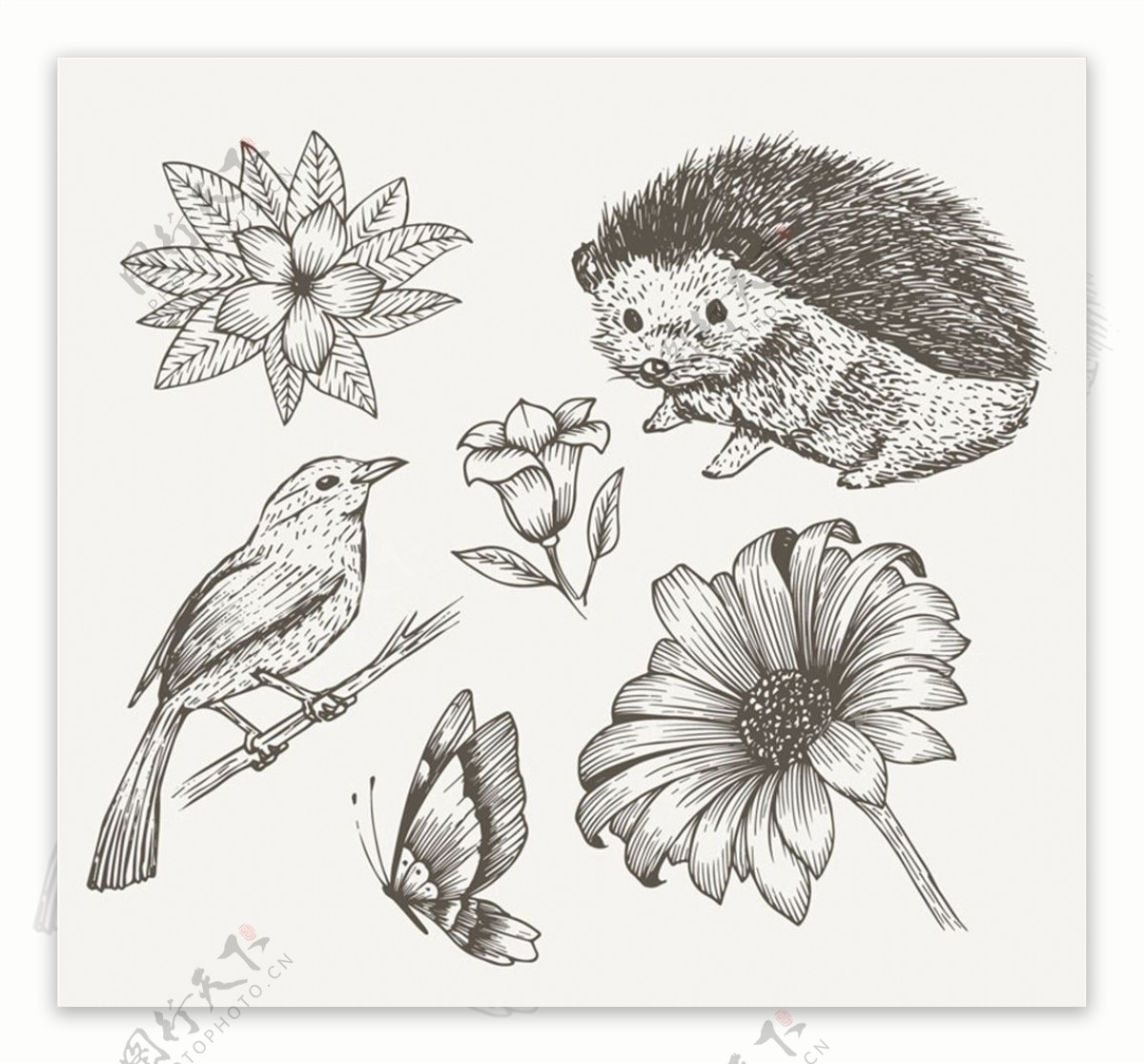 6款手绘动植物设计矢量素材