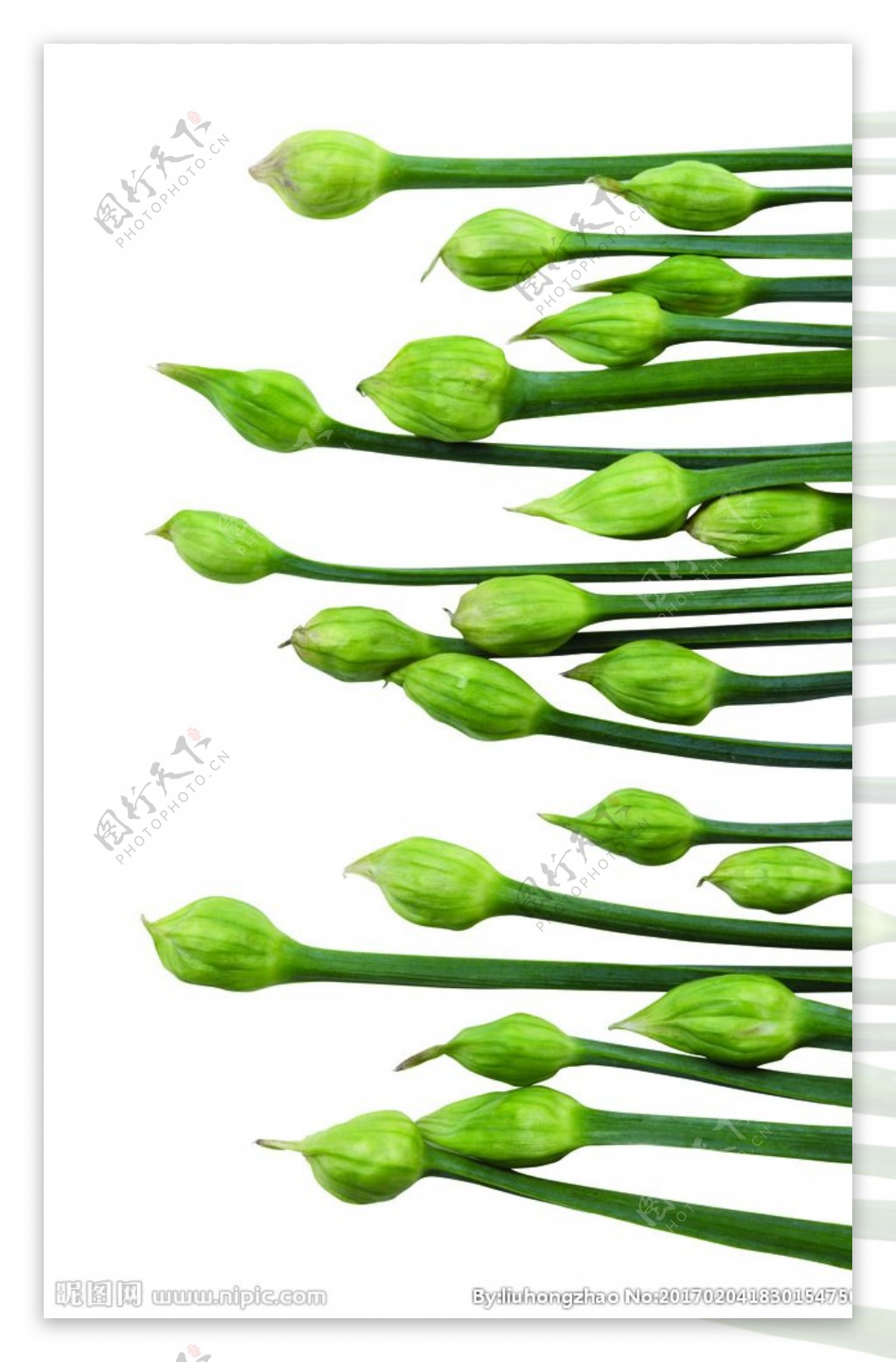 绿色蔬菜韭苔韭菜花食材摄影图配图高清摄影大图-千库网