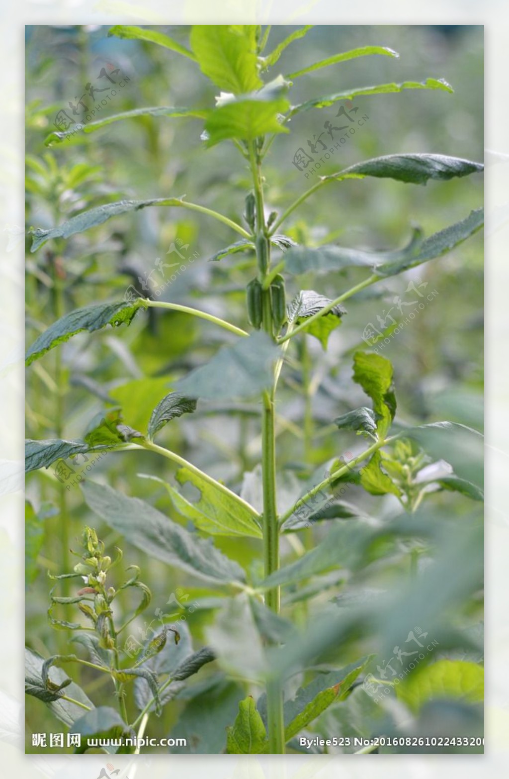 芝麻花