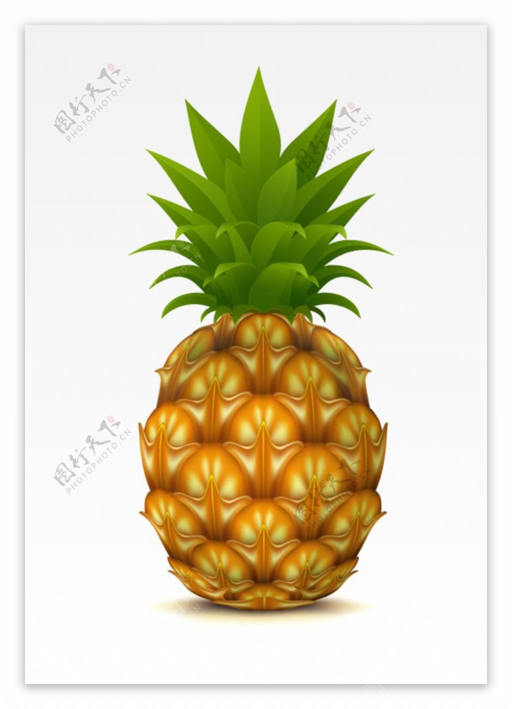 热带水果菠萝矢量素材