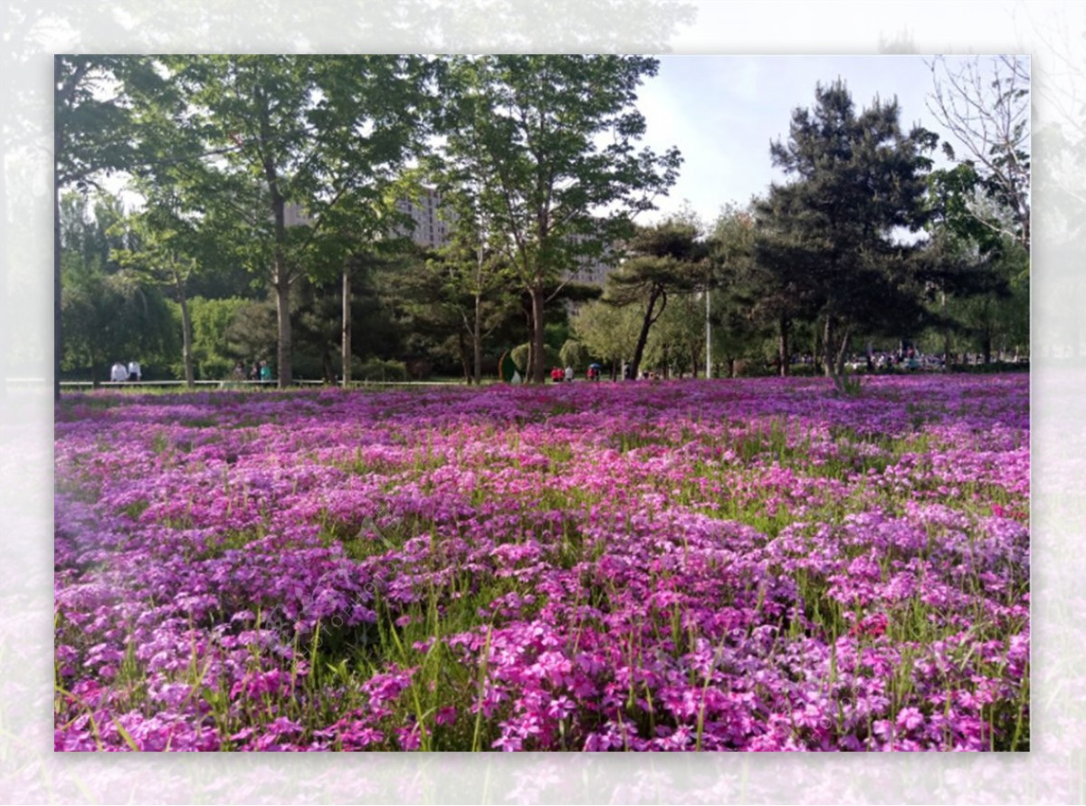 紫色花海