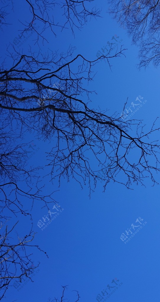 蓝天上的树干