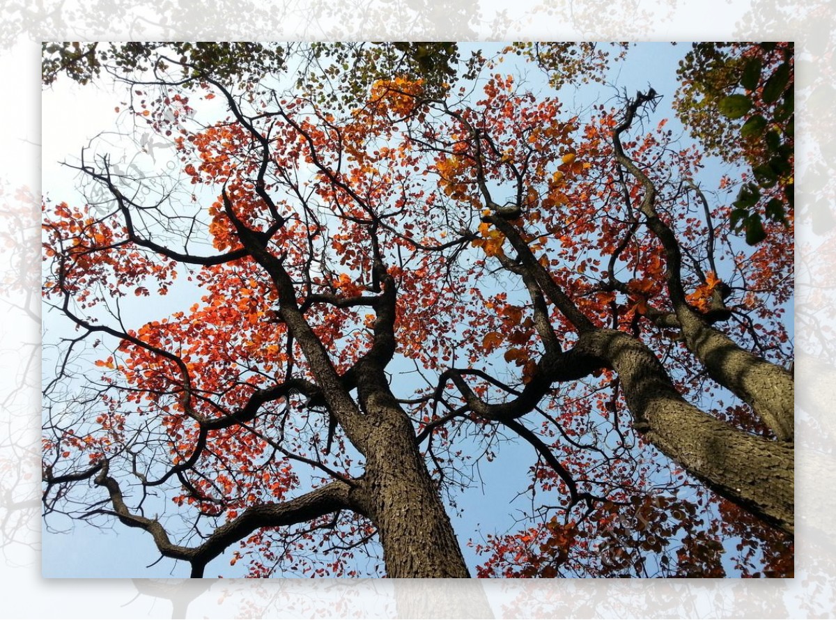 秋天的树