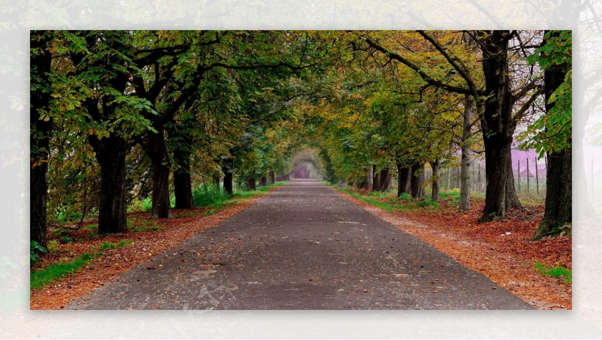 秋天树木道路