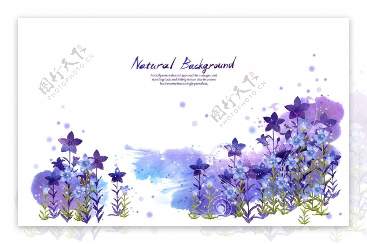 紫色花枝花叶花卉