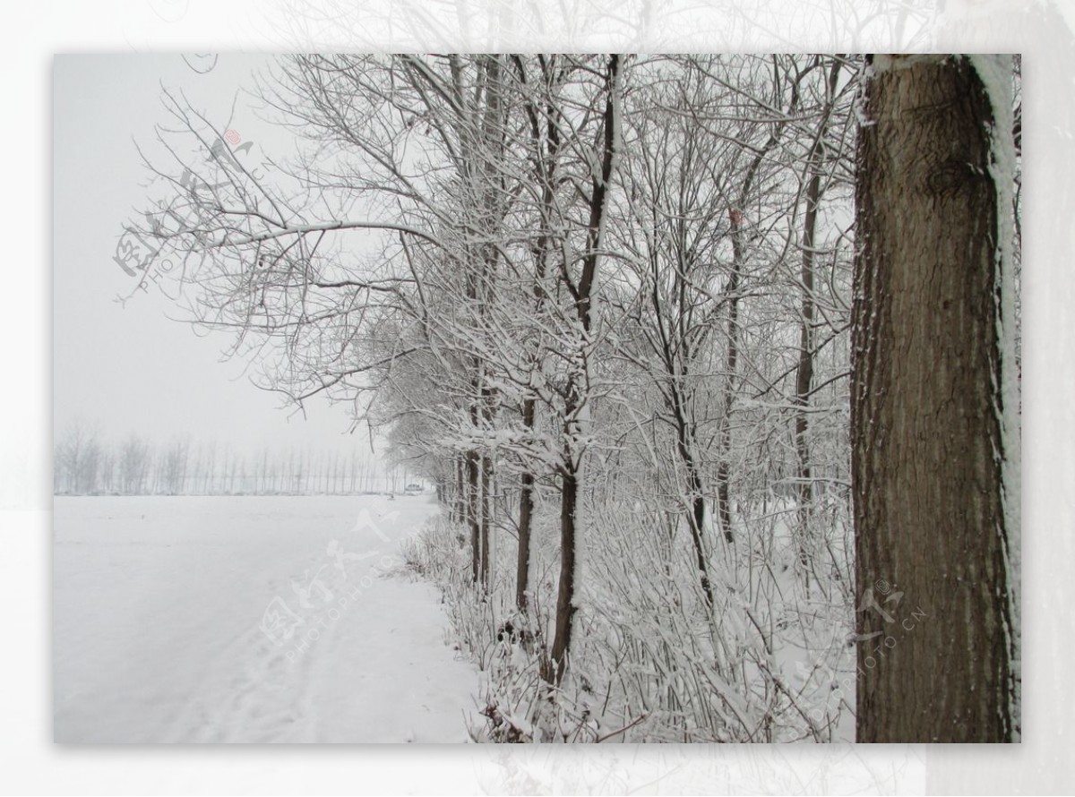 雪景冬天的雪中的树