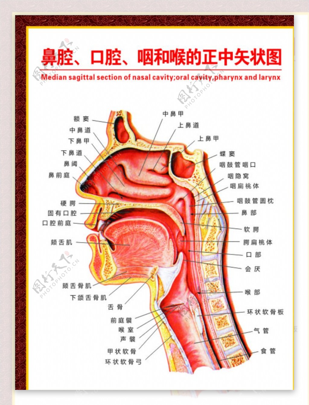 鼻腔口腔咽和喉示意图