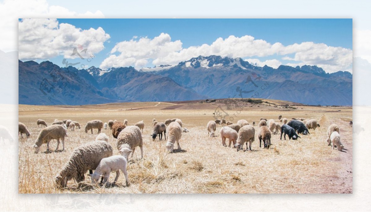 漫山遍野的羊群