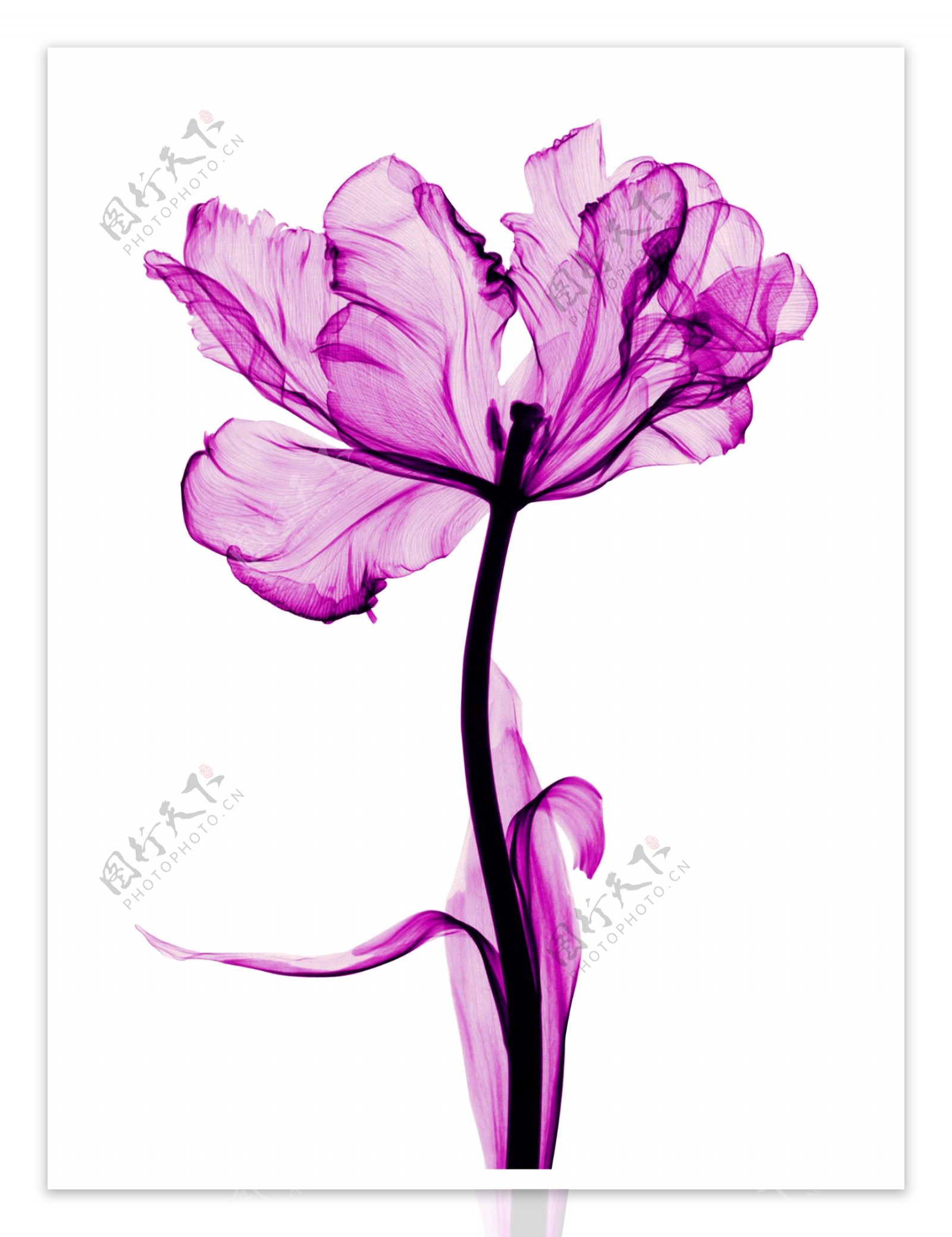 紫色透明花朵