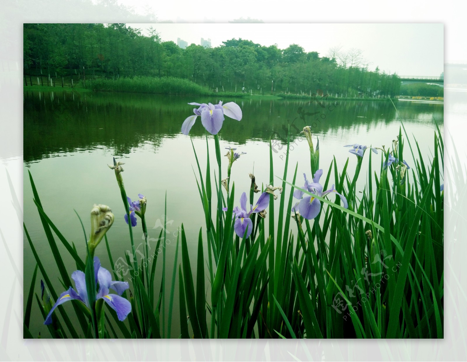 湖泊旁盛开的花卉摄影