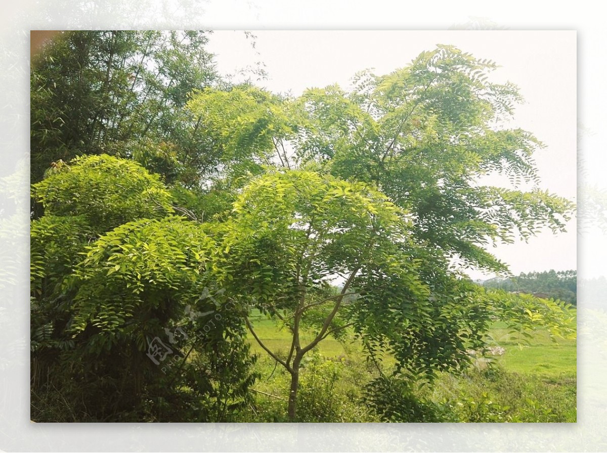 树风景树