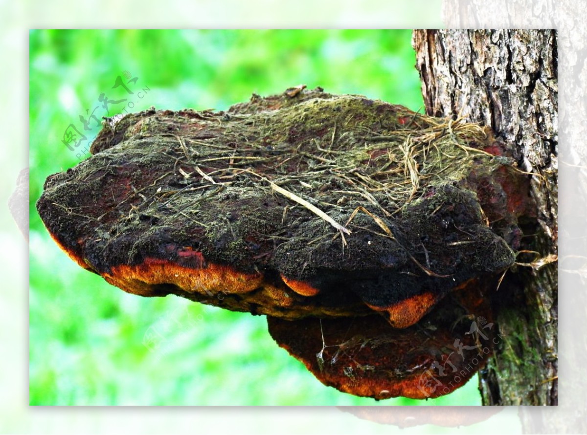 野生蘑菇树蘑