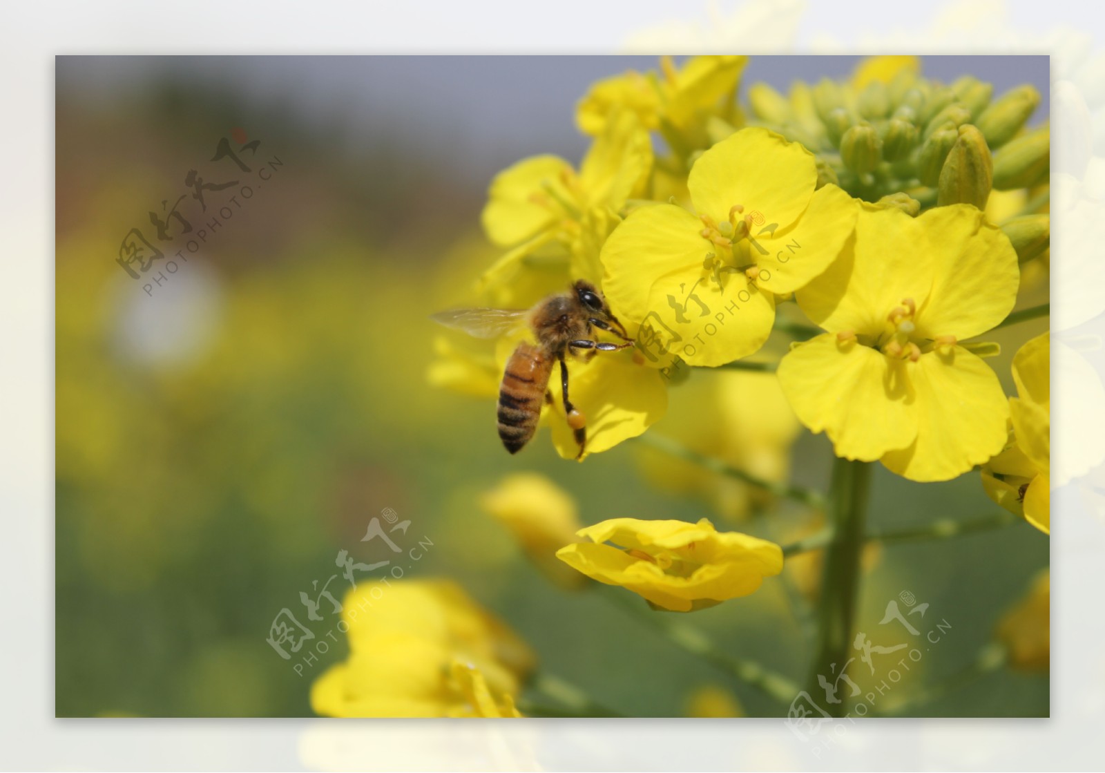 蜜蜂采花摄影图