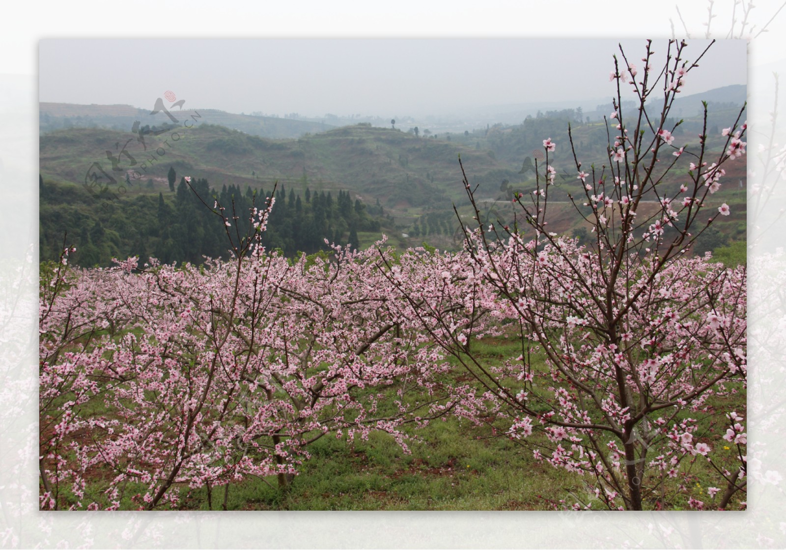 桃花