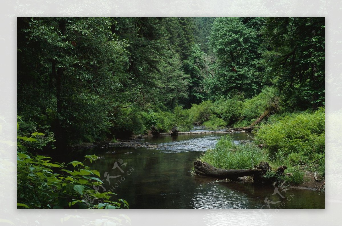 高清平静树林流水清澈小溪